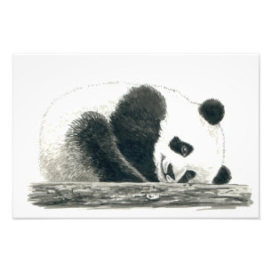 Panda Fotodruck