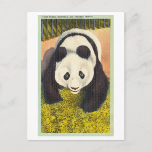 Panda im Brookfield Zoo, Chicago, Vintag Postkarte