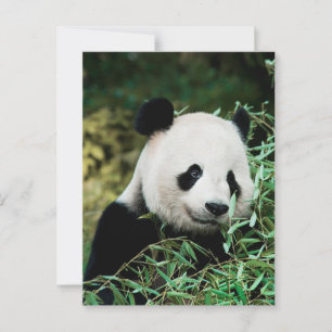 Panda im Busch Postkarte