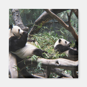 Panda im Zoo von San Diego Magnet