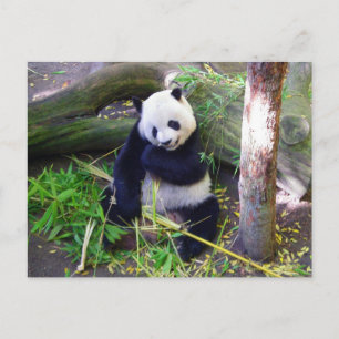 Panda im Zoo von San Diego Postkarte