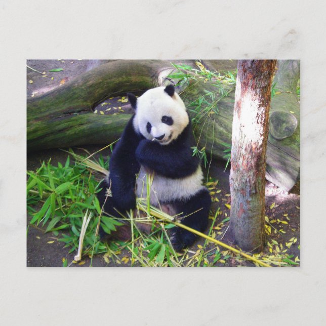 Panda im Zoo von San Diego Postkarte (Vorderseite)