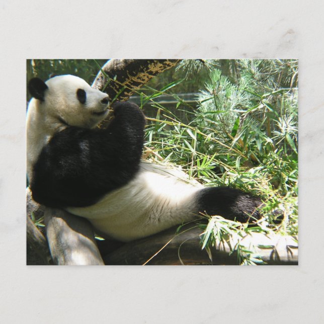 Panda im Zoo von San Diego Postkarte (Vorderseite)