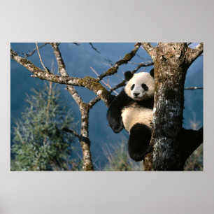 Panda in einem Baumplakat 3 Poster