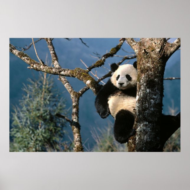 Panda in einem Baumposter 3 Poster (Vorne)