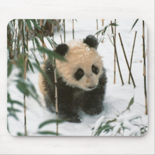 Panda-Jungtier im Schnee, Wolong, Sichuan, China Mousepad