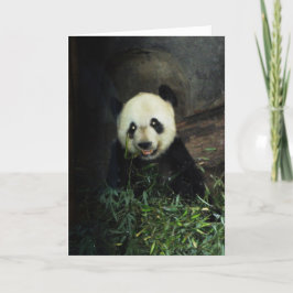 Panda Karte