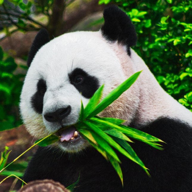 Panda kaut an Bambus Puzzle (Von Creator hochgeladen)