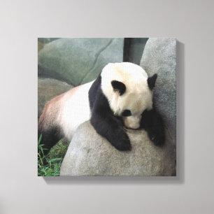 Panda-Leinwand Leinwanddruck