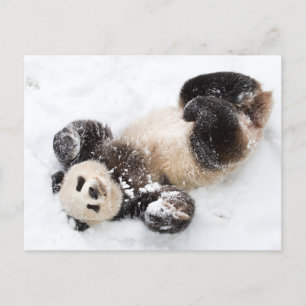 Panda Playing im Schnee Winter Foto Postkarte