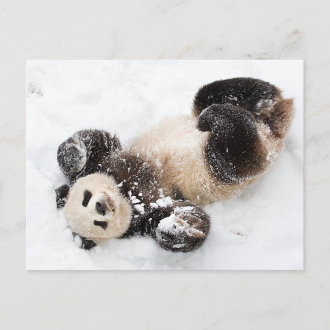 Panda Playing im Schnee Winter Foto Postkarte (Vorderseite)