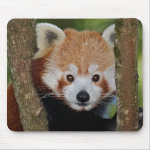 Panda Portrait Mousemat Mousepad