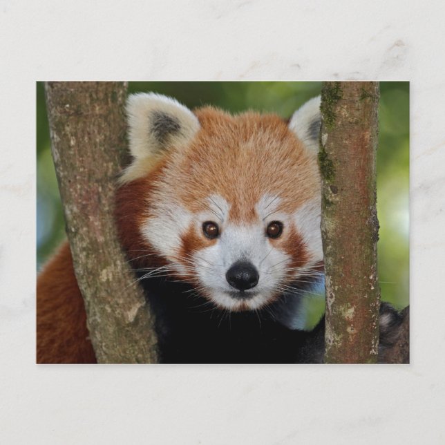 Panda Portrait Postcard Postkarte (Vorderseite)