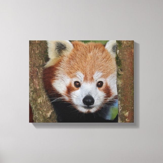 Panda Portrait Wrapped Canvas Leinwanddruck (Vorderseite)