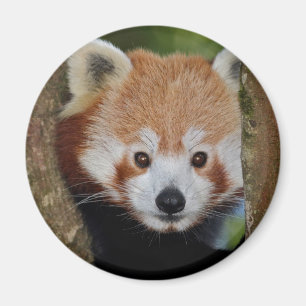 Panda-Porträt-Magnet Magnet