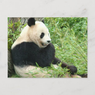 Panda Postcard Postkarte