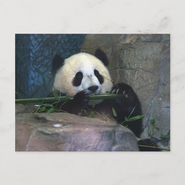 Panda Postcard Postkarte (Vorderseite)