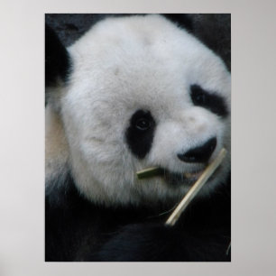 Panda Poster