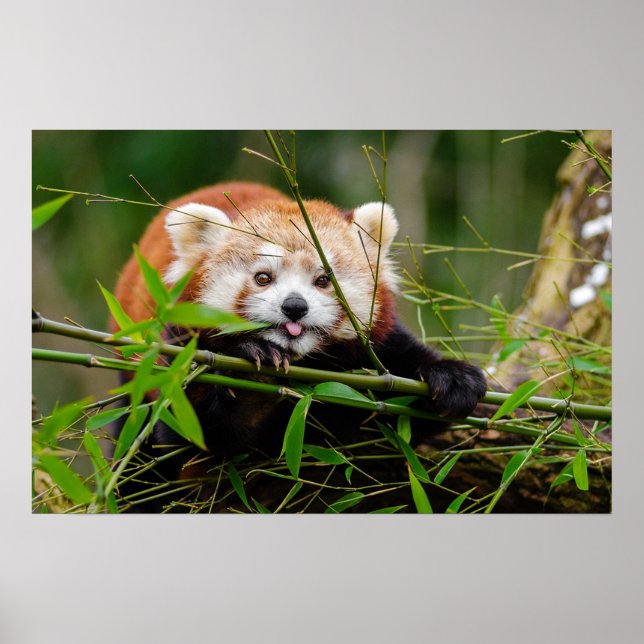 Panda Poster (Vorne)