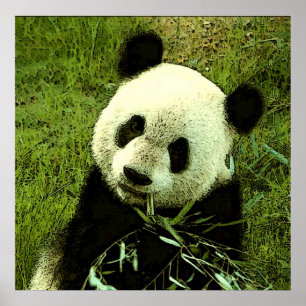 Panda Poster - Panda Posters Prints