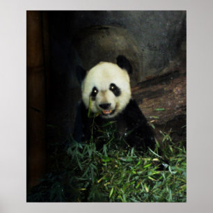 Panda Poster / Print