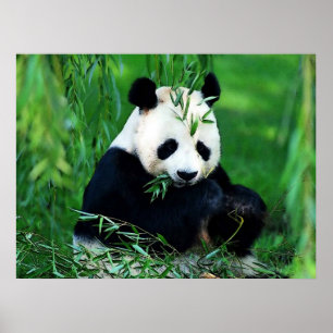 Panda Posters Prints - Panda Eating Blätter Poster