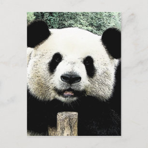 Panda Postkarte