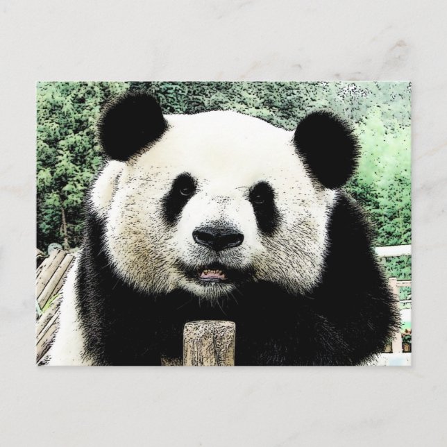 Panda Postkarte (Vorderseite)