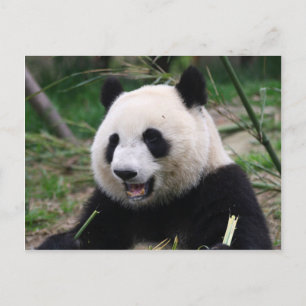 Panda Postkarte