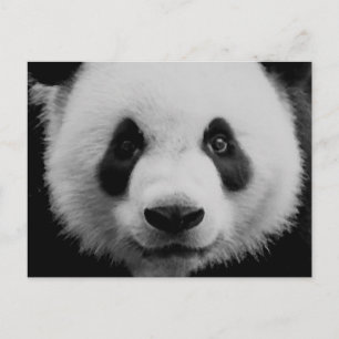 Panda Postkarte