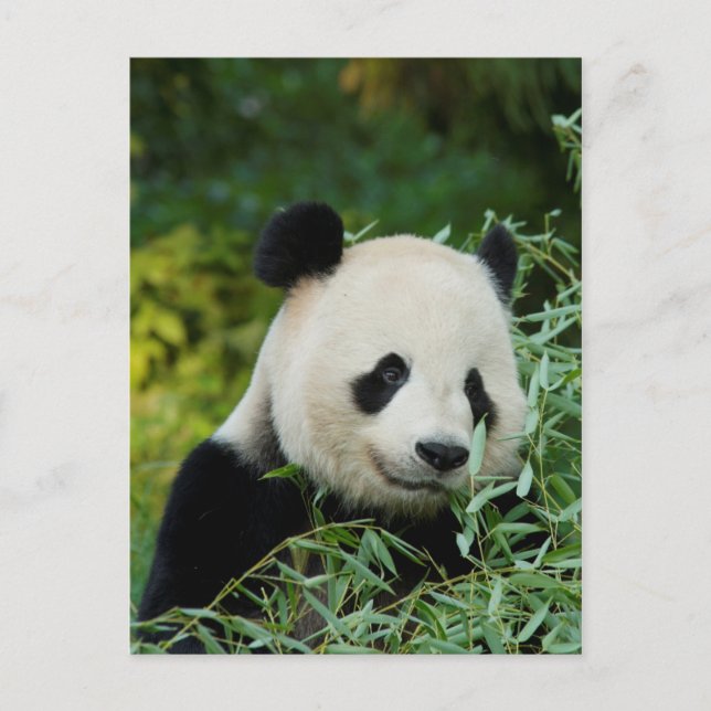 Panda Postkarte (Vorderseite)