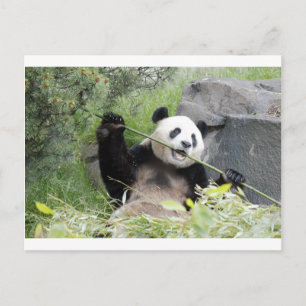 Panda Postkarte