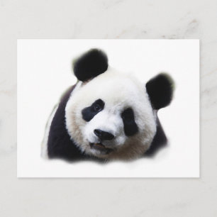 Panda Postkarte