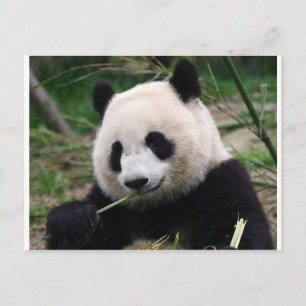 Panda Postkarte