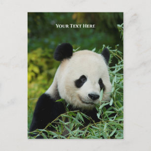 Panda Postkarte