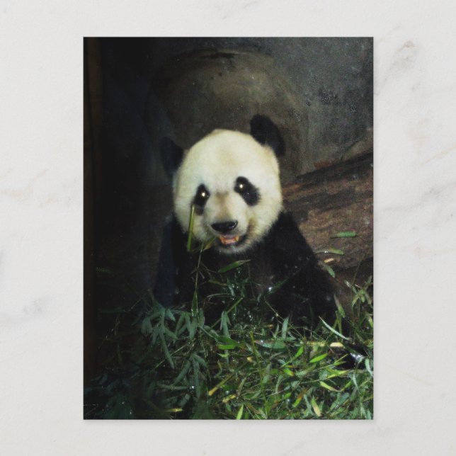 Panda Postkarte (Vorderseite)