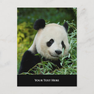 Panda Postkarte