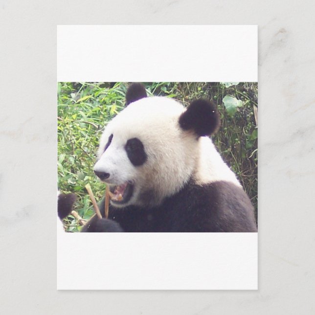 Panda Postkarte (Vorderseite)