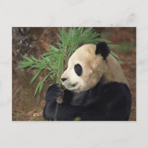 Panda-Profil Postkarte