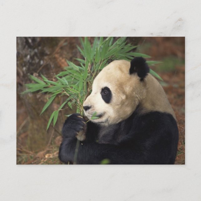 Panda-Profil Postkarte (Vorderseite)