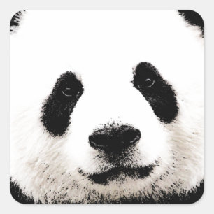 Panda Quadratischer Aufkleber