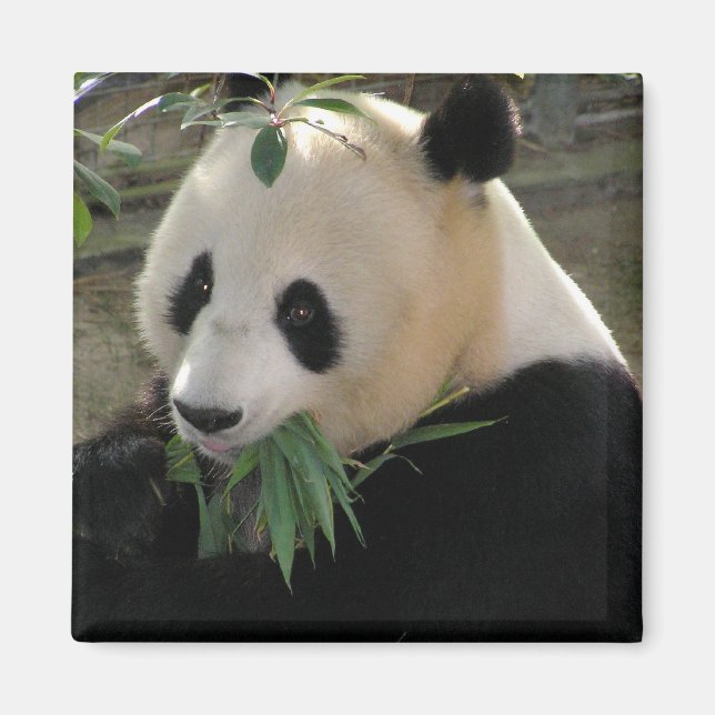 Panda Serenity Magnet (Vorne)