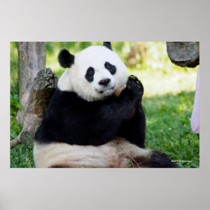 Panda-Sitzen Poster