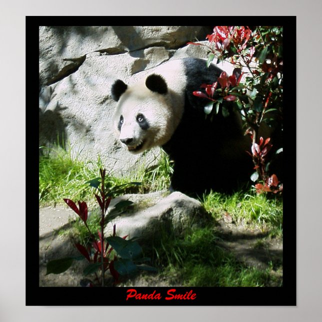 Panda Smile Poster (Vorne)