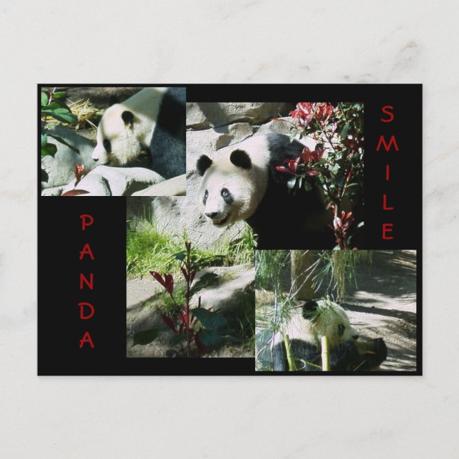 PANDA SMILE POSTKARTE (Vorderseite)