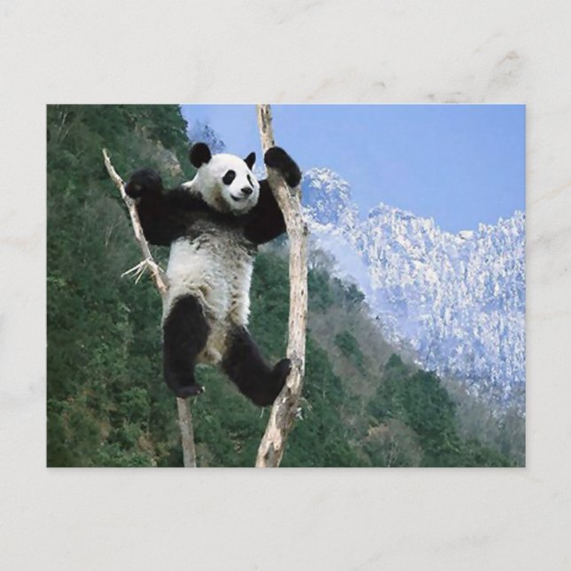 Panda steckte in Bäumen fest Postkarte (Vorderseite)