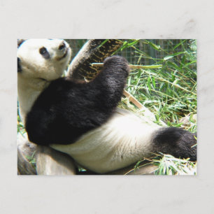 Panda und Bamboo Postcard Postkarte
