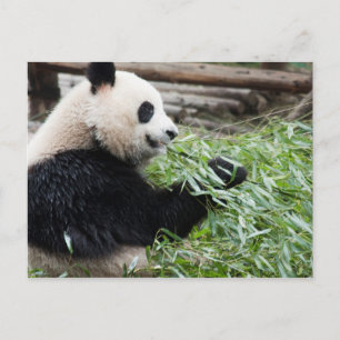 Panda und Bamboo Postkarte