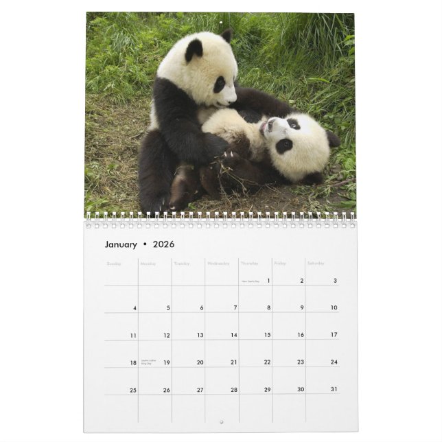 Panda-Wandkalender Kalender (Jan 2026)