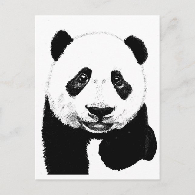 Panda zeichnend postkarte (Vorderseite)